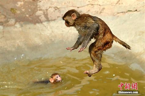 揭秘水猴子的真相 必看：困扰多年的水猴子之谜终于解开了 - 遇奇吧