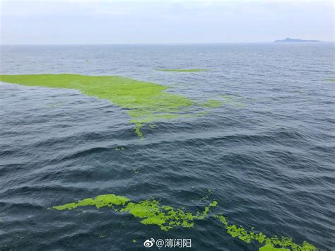 青岛能源所系统论述黄海浒苔绿潮连年爆发的复杂起因、遗留效应与防控策略
