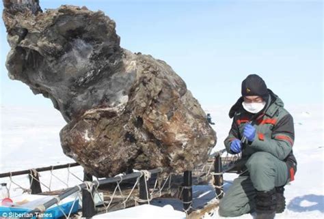 俄罗斯雅库特永久冻土中发现一头猛犸象体内保存完好的细胞----中国科学院南京地质古生物研究所