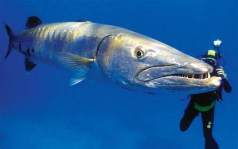 世界上最大的鱼类是什么鱼（世界上最大的鱼，个头堪比鲸鱼！） | 说明书网