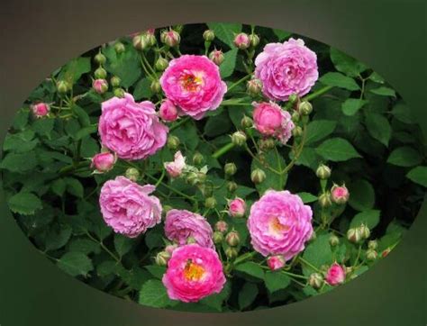 月季、蔷薇、玫瑰有区别，懂得1点，全都能养好，开花一茬茬