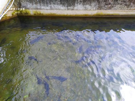 江苏海安：以鱼净水 养鱼富民-人民图片网