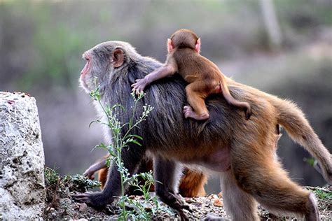 贵州麻阳河国家级自然保护区黑叶猴又添猴宝宝--图片频道--人民网