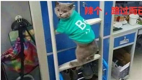 女大学生为养猫把自己关进笼子：担心猫活动范围小，宁可自己受罪_新浪新闻