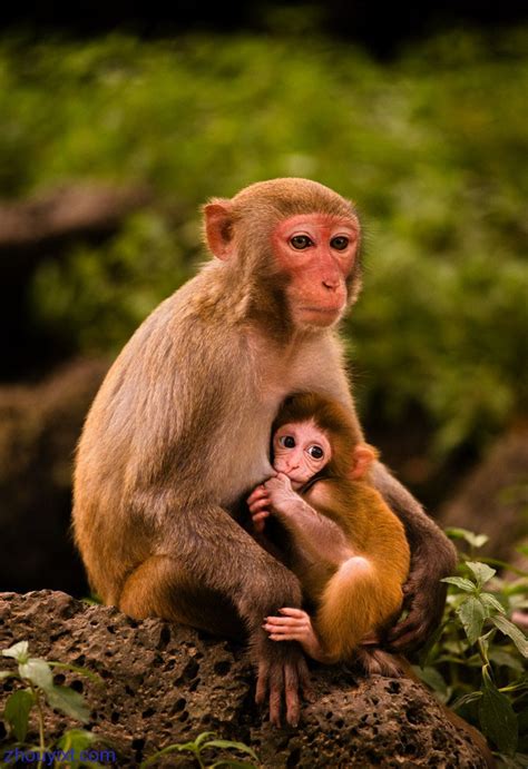 生肖猴婚配忌宜，属猴人最怕和这几个生肖结婚，一起对照看看吧！