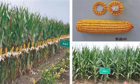 2021年十大国审玉米新品种 - 惠农网