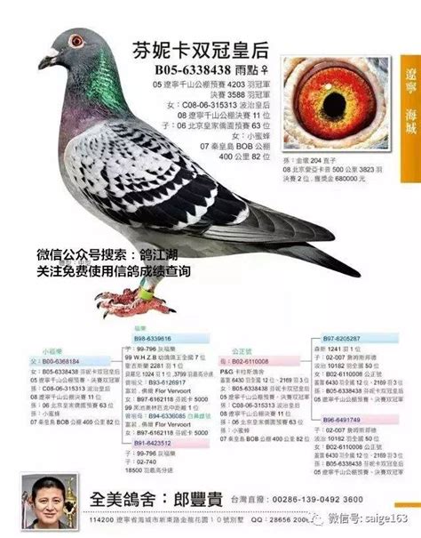 世界十大名鸽图片欣赏,的五大鸽系,名鸽超级种雌图片_大山谷图库
