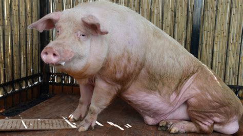 One big pig: Champion hog returns home from state fair - Seymour Tribune