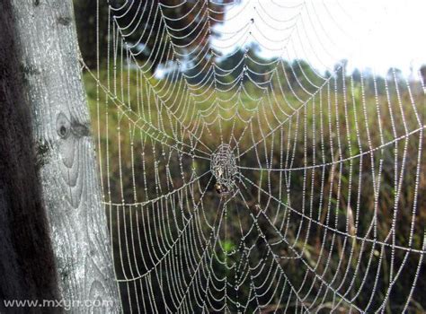 梦见蜘蛛网缠身是什么意思预兆 - 原版周公解梦大全