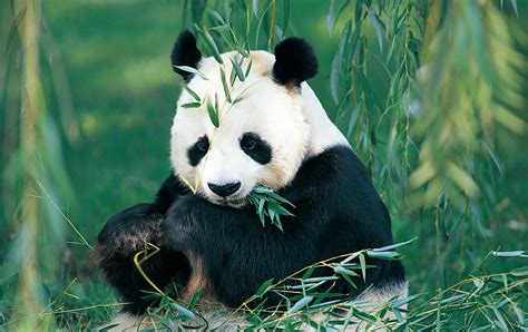 正在吃竹子的大熊猫图片-懒洋洋的成年大熊猫正在吃竹子素材-高清图片-摄影照片-寻图免费打包下载