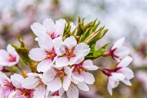 樱桃树果园的花在春日开花高清图片下载-正版图片505008172-摄图网