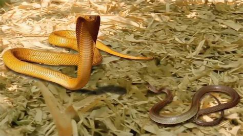 实拍眼镜王蛇捕食锦蛇，超激烈的场面，真是太猛了