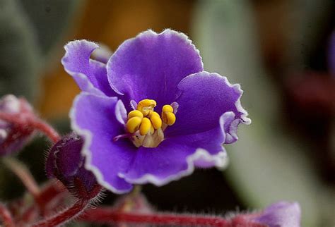 紫罗兰的养护及相关注意事项。-168鲜花速递网