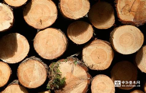 鹏翔木业|不同木材的实木家具的特点_企业动态_资讯_中华整木网