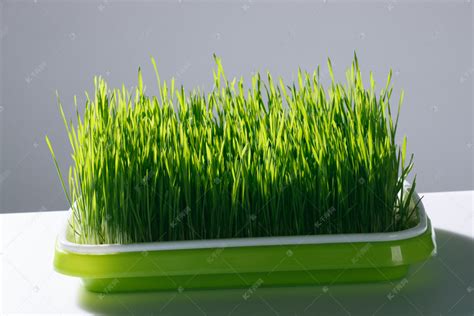 小麦的幼苗高清摄影大图-千库网
