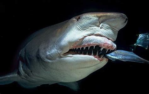 虎鲨（卵胎生动物） - 搜狗百科