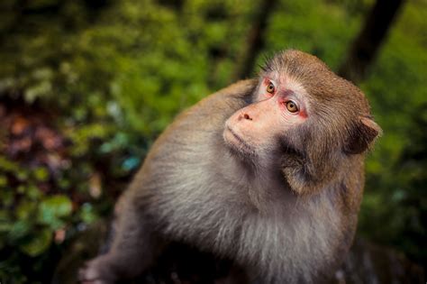 猴子图片大全-猴子高清图片下载-觅知网