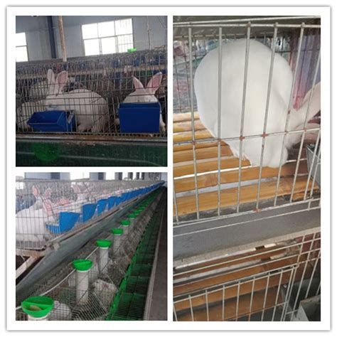 凌源市哪里有卖兔子的养殖场_种兔养殖_亿源种兔养殖场