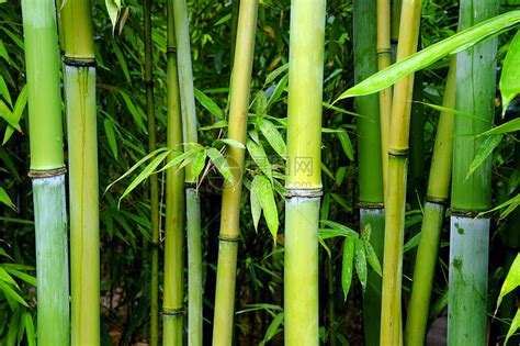 绿竹林活力花园叶子文化异国竹子风水森林生物植物高清图片下载-正版图片321095925-摄图网