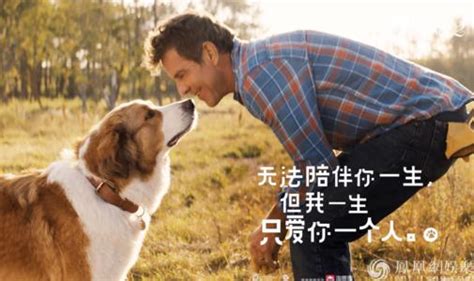 一条狗的使命（同名电影原著）((美)W.布鲁斯·卡梅隆)全本在线阅读-起点中文网官方正版