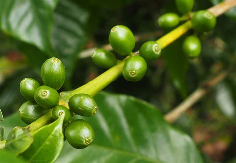 Ethiopia Guji 3 Natural Shakiso GrainPro | | Royal Coffee
