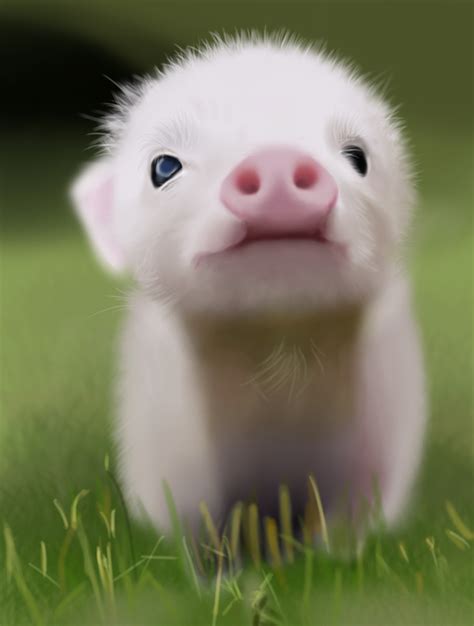 微信关于猪的可爱表情包图片大全_配图网