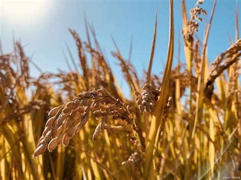 超级杂交水稻：跨越育种“禁区”，让中国碗盛满中国粮