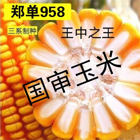 郑单958玉米品种介绍 —【发财农业网】