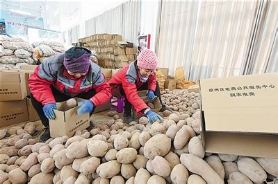 红皮土豆热销电商平台-宁夏新闻网