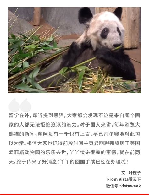 被质疑在美国遭受虐待的大熊猫，总算要接回来了！|孟菲斯动物园|大熊猫|丫丫_新浪新闻