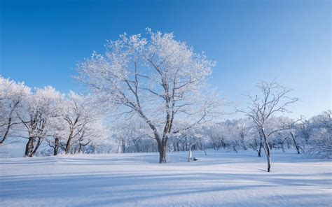 冬天树林雪景自然风景桌面壁纸-壁纸图片大全