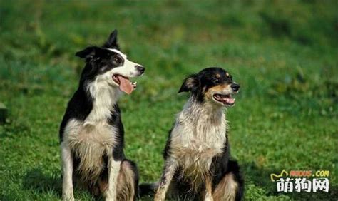 边境牧羊犬培训的开始,是要让它对你不留神-被宠-专为宠物而生,宠物交流集结地