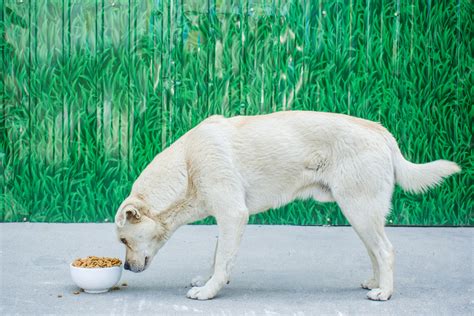 吃狗粮的狗狗摄影图高清摄影大图-千库网