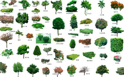 绿化植物图片与名称