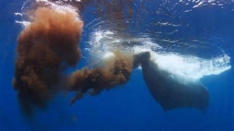 他在深海与鲸共舞 曾听见蓝鲸的呼吸声_财经_凤凰网