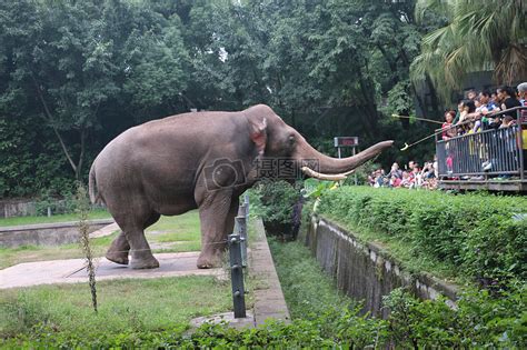 动物园里和人互动的大象高清图片下载-正版图片500209788-摄图网