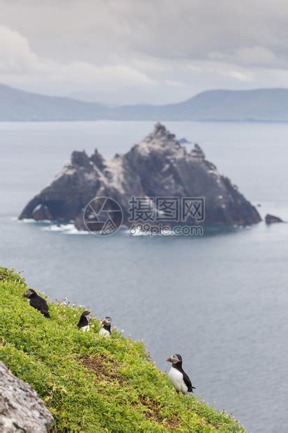大西洋海雀群在岩石上可以看高清图片下载-正版图片507288119-摄图网