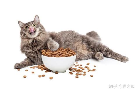 猫咪一天喂几次比较好（幼猫和成年猫的喂食频率） - 胖萌舍宠物网