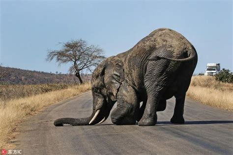 【南非公路上的大象与汽车摄影图片】南非纪实摄影_天涯浪人_太平洋电脑网摄影部落