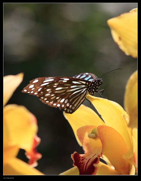 紫蝶幽谷，世界罕见的蝴蝶越冬地_斑蝶