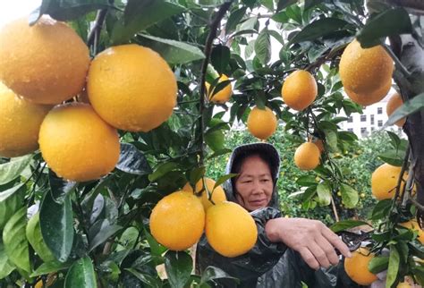 江西大余：采摘赣南脐橙-人民图片网