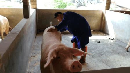母猪配种操作流程，母猪人工授精方法