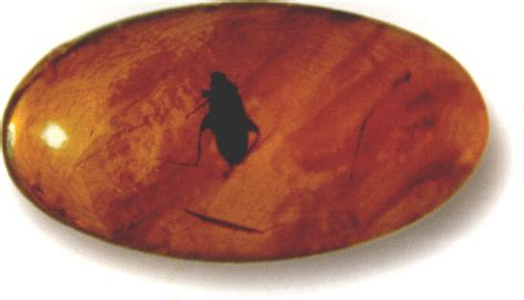 32. 卵腿中国泥甲-琥珀昆虫-图片
