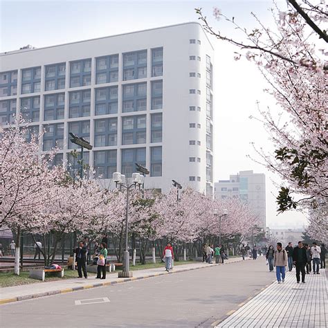 Cherry blossoms turn Tongji University must-see site[1]- Chinadaily.com.cn