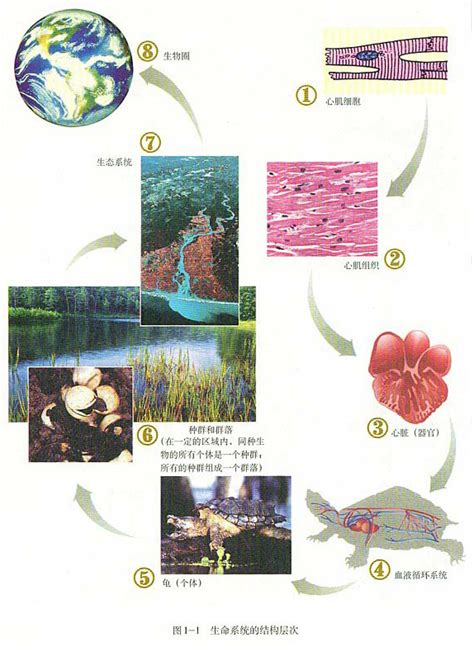 活大肠杆菌迄今最清晰结构图发布----中国科学院