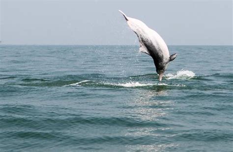 钦州白海豚的身世之谜 - 广西首页 -中国天气网