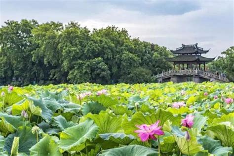 2021杭州秋天去哪里玩-河洛旅游网