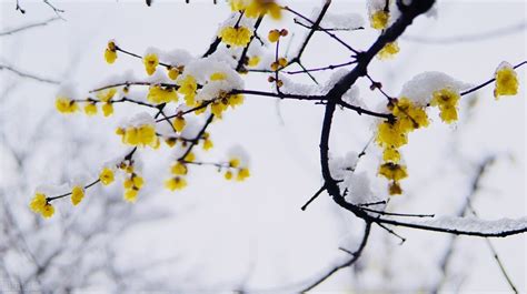 冬季雪地里的美丽植物鲜花摄影图片 - 三原图库sytuku.com