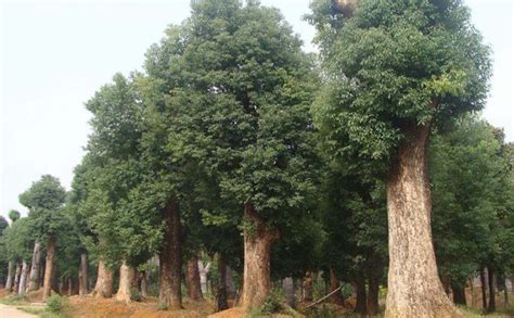 黑龙江适合种植什么果树-致富经-中国花木网