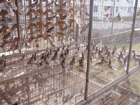 肉鸽的饲养阶段及阶段特点，从各个时期来分析 - 农敢网